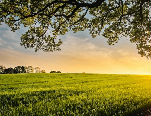 Voici l’Agneau de Dieu, qui enlève le péché du monde…  – Message du 18/01/2026